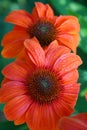 Sultry Salmon Colored Coneflowers